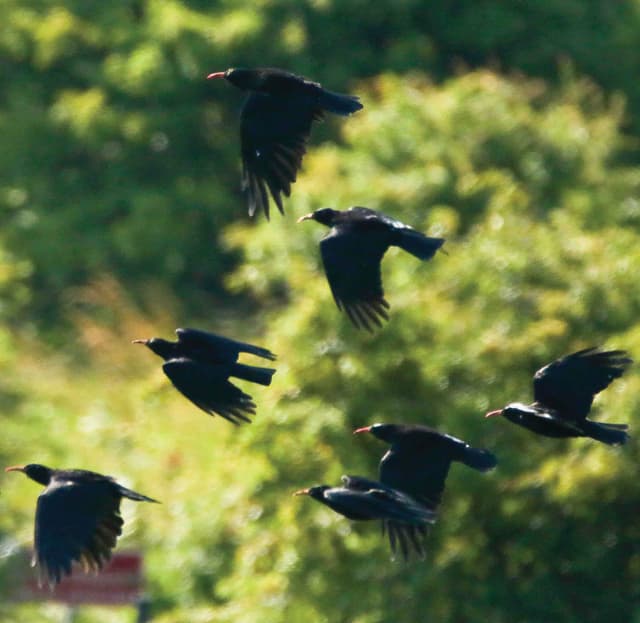 A flock of birds flying over a lush green forest
