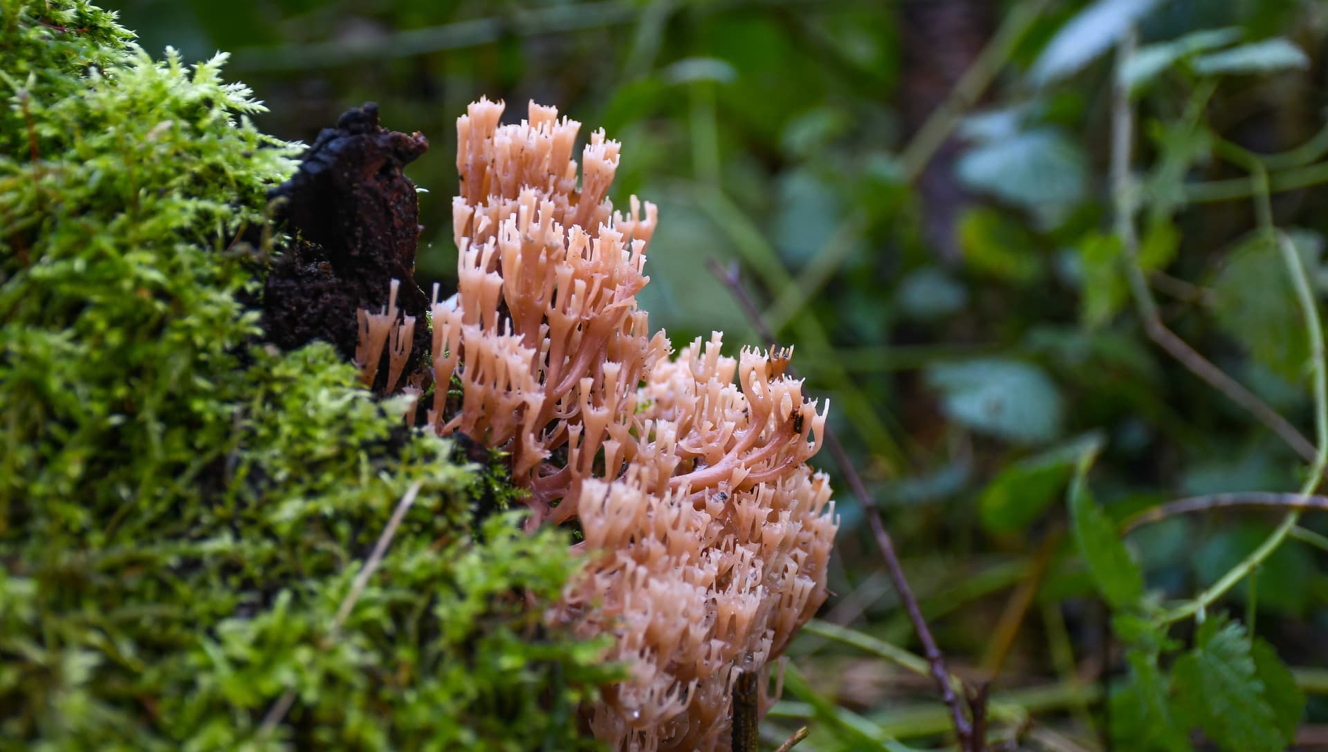 A close up of a plant with moss growing on it