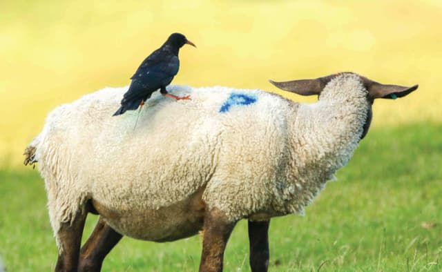 A bird sitting on the back of a sheep