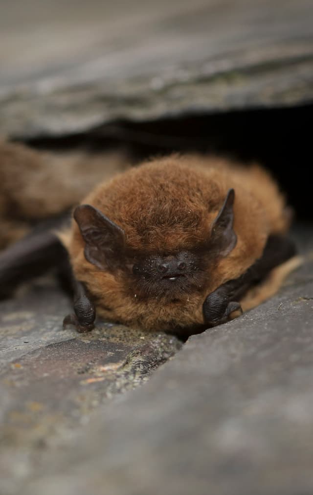 A couple of bats that are laying down