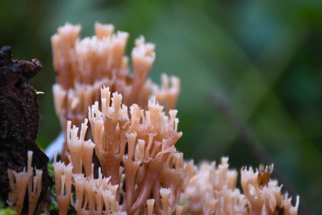 A close up of a plant with a frog on it