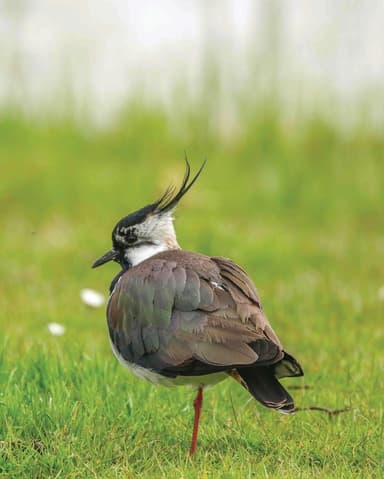 A bird standing in a field of green grass