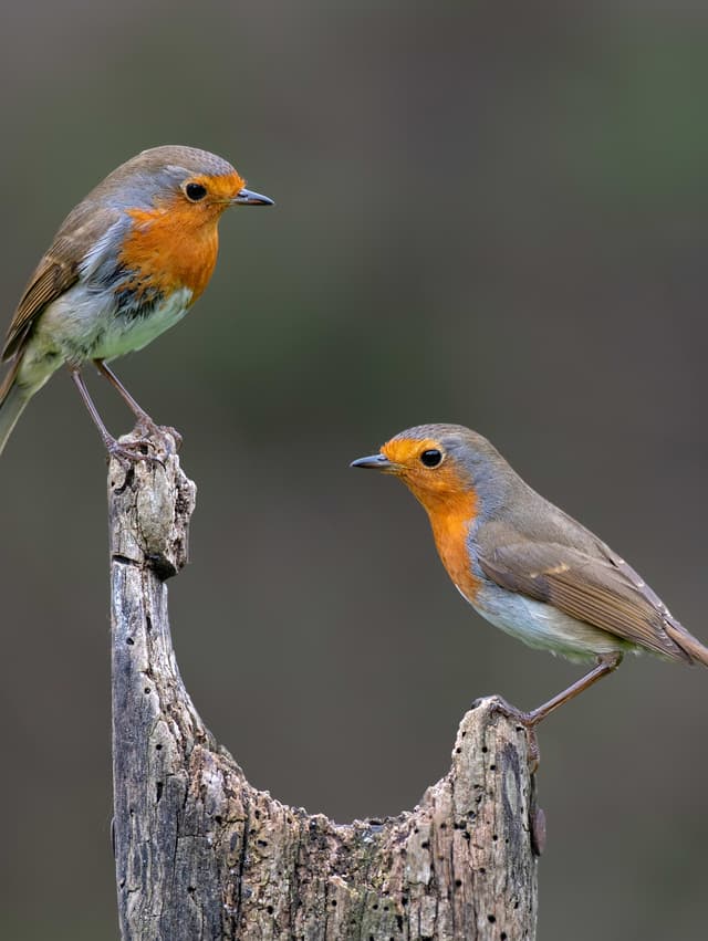 A couple of birds sitting on top of a tree stump