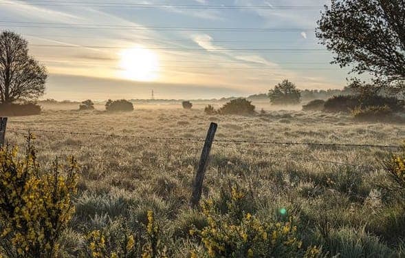 A field with a fence and trees in the background