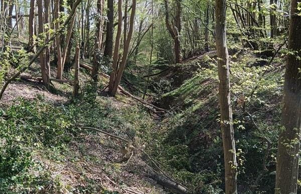 A dirt path in the middle of a forest