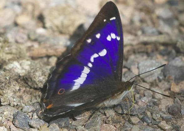 A blue and white butterfly sitting on the ground