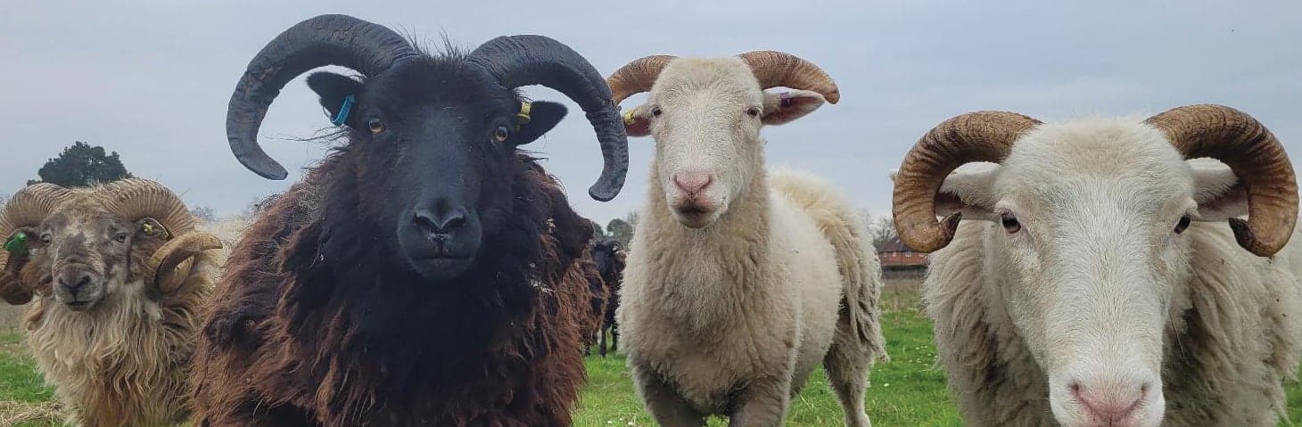 A herd of sheep standing on top of a lush green field