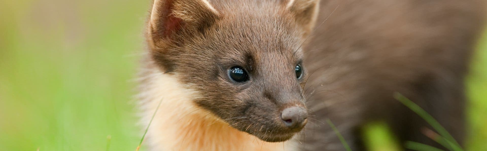 A small brown and white animal standing in the grass
