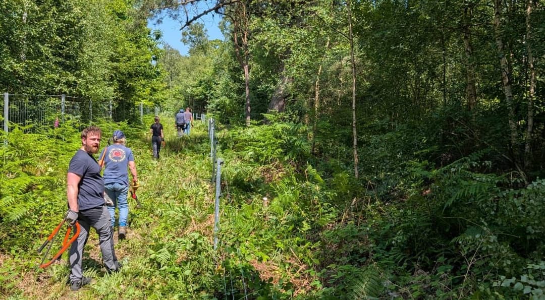 A group of people walking through a lush green forest