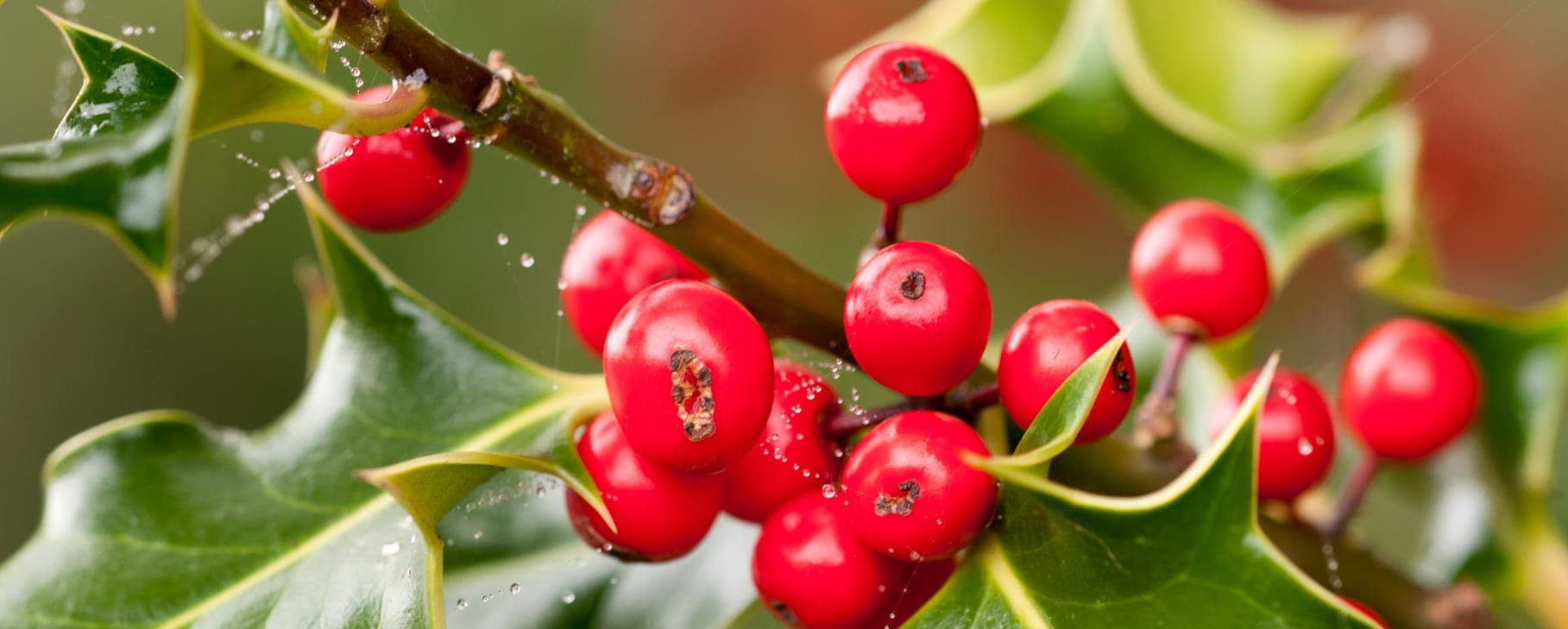 A branch with red berries and green leaves