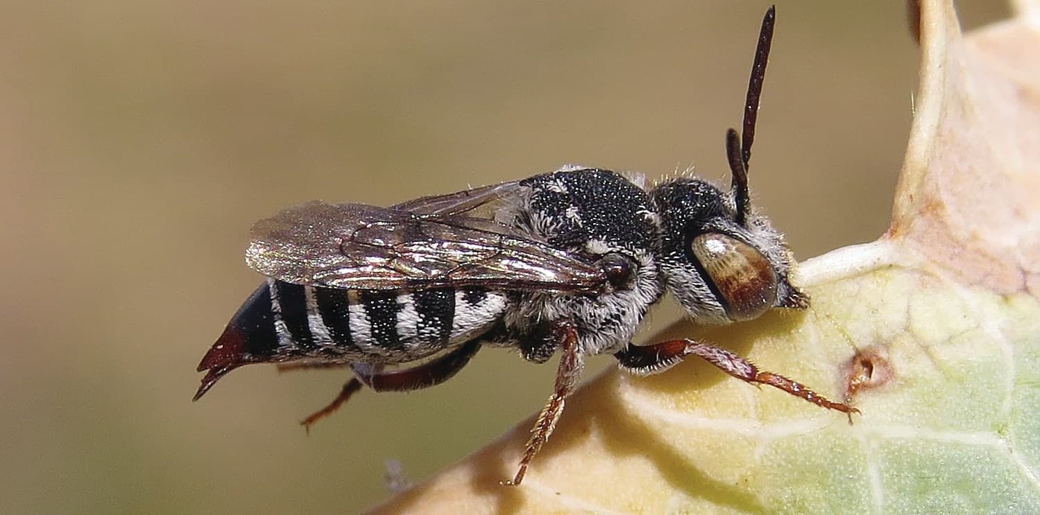 A close up of a fly on a leaf
