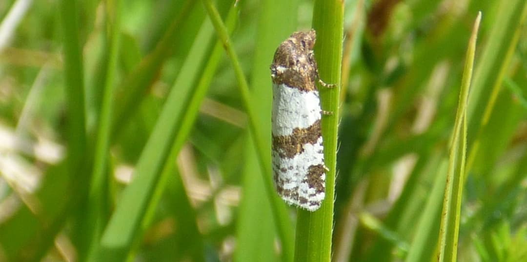 A bug crawling on a blade of grass