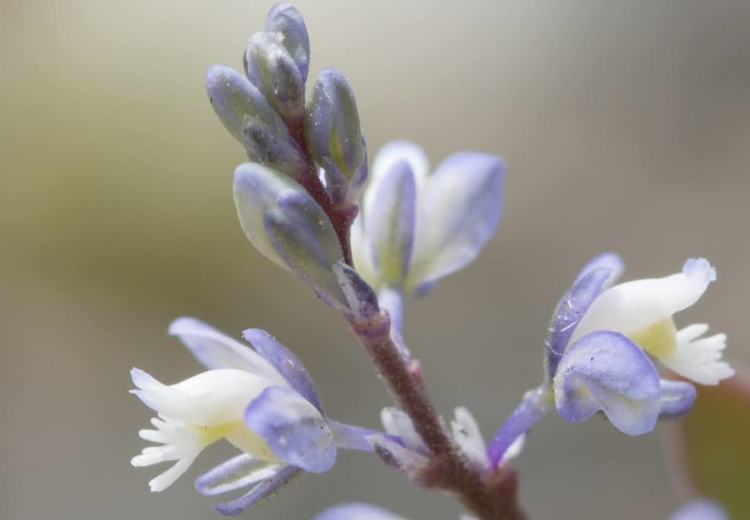 A close up of a flower on a branch