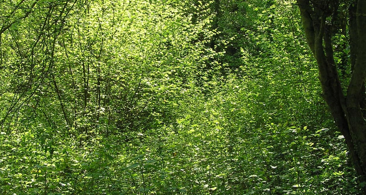 A lush green forest filled with lots of trees
