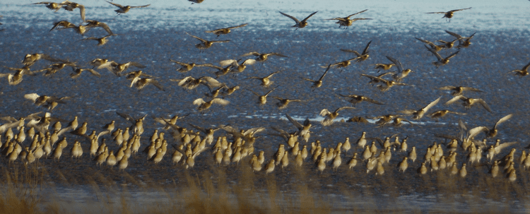 A large flock of birds flying over a body of water