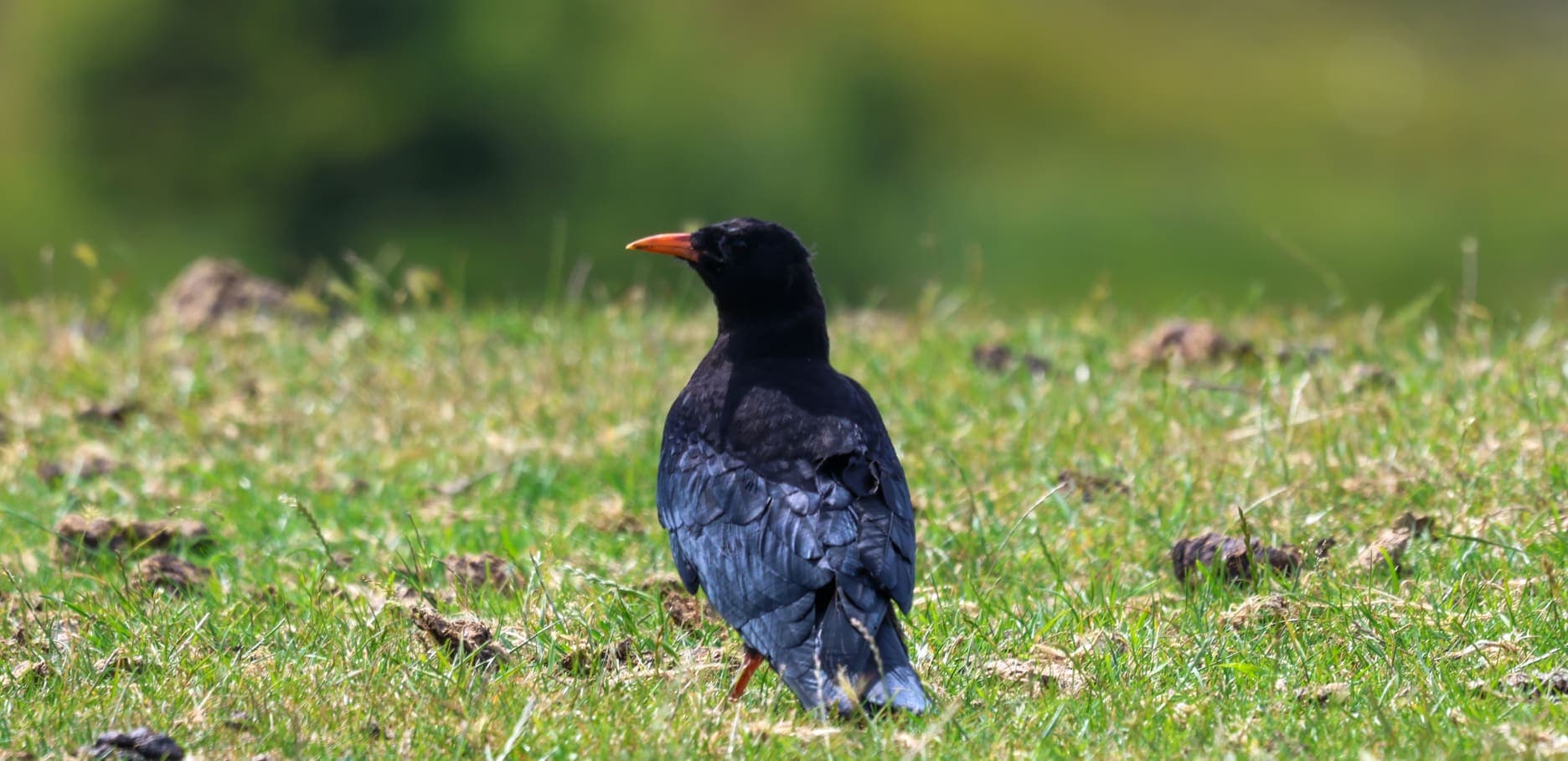 A black bird is standing in the grass