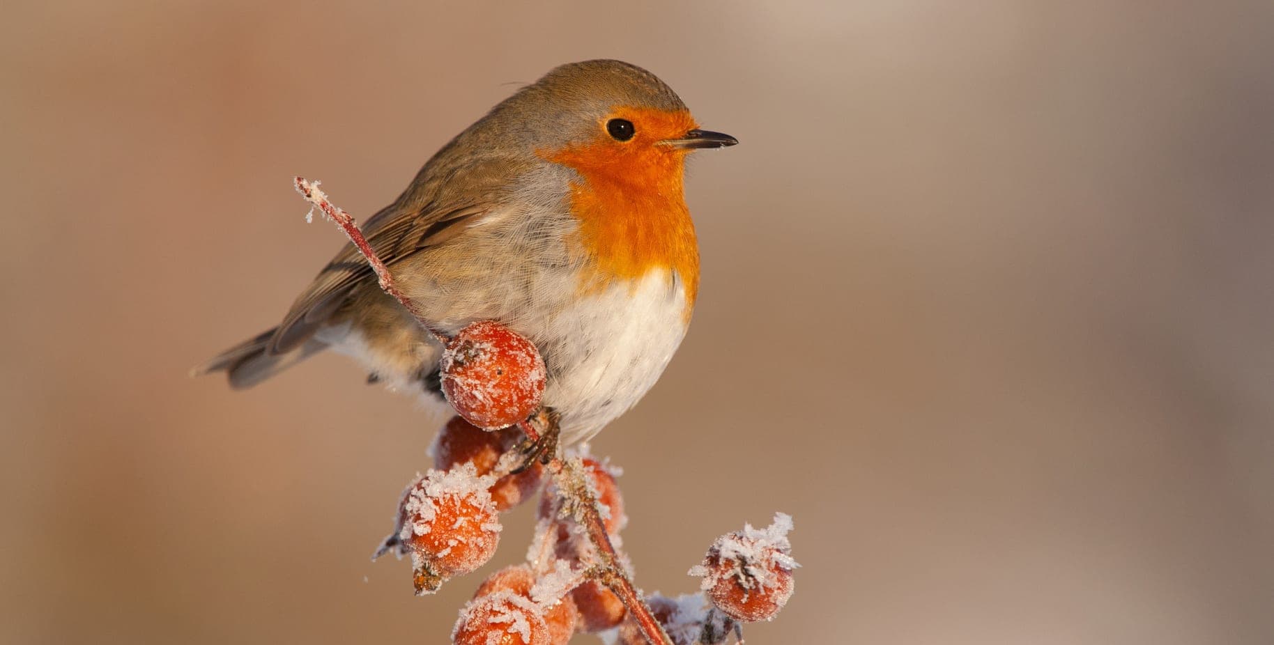 A small bird sitting on top of a tree branch