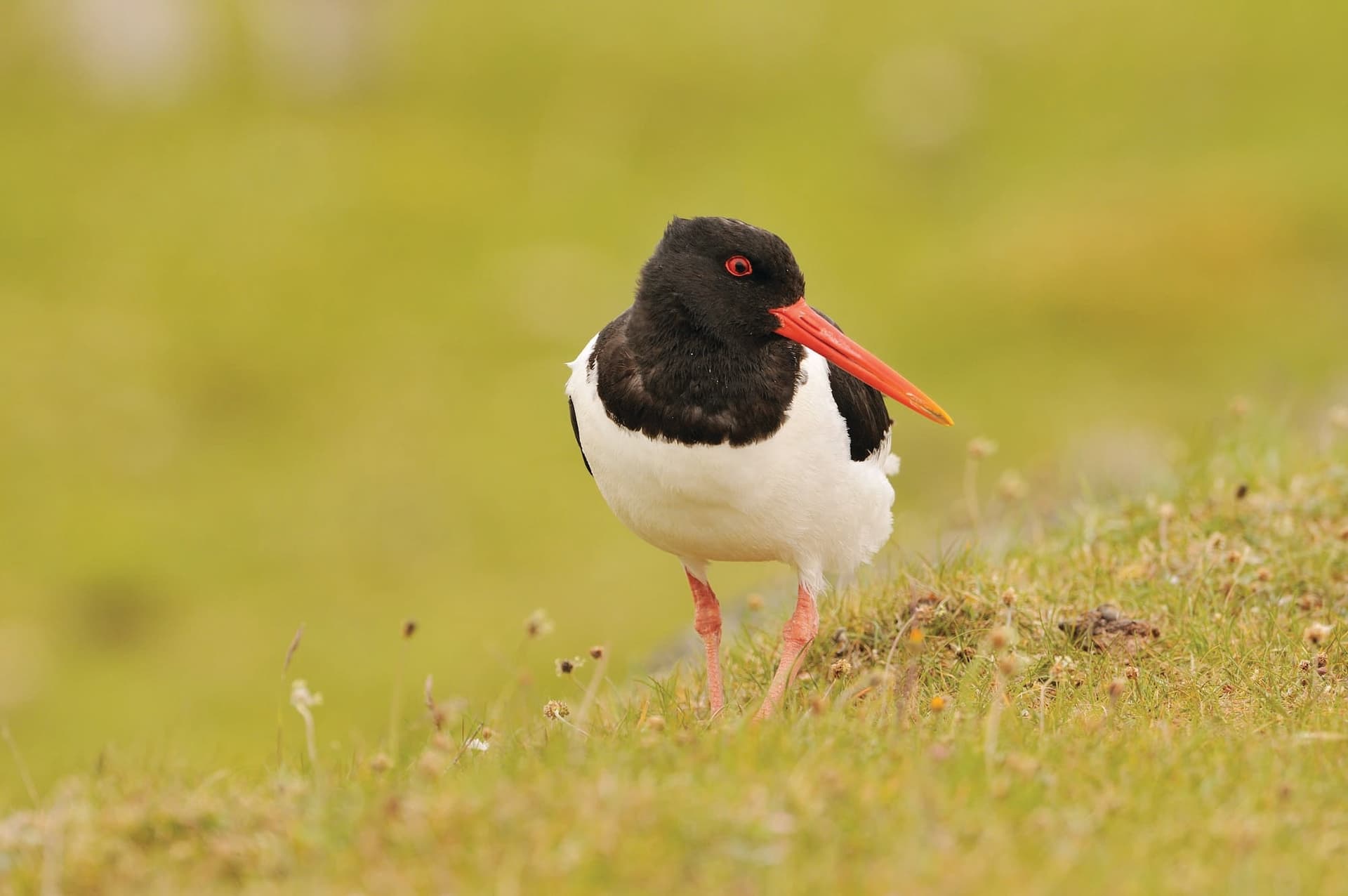 A black and white bird with a red beak