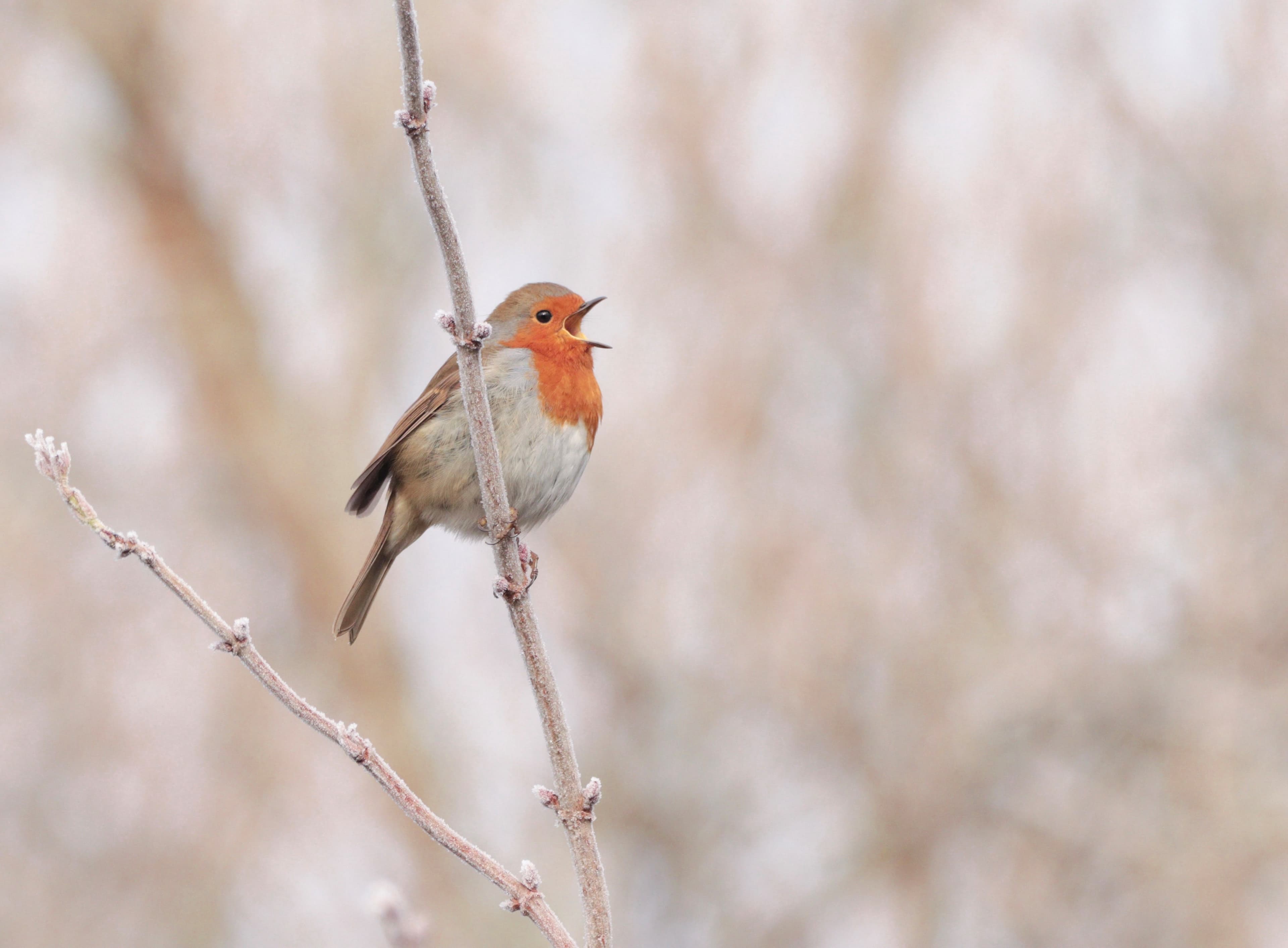 Wilder Kent Magazine