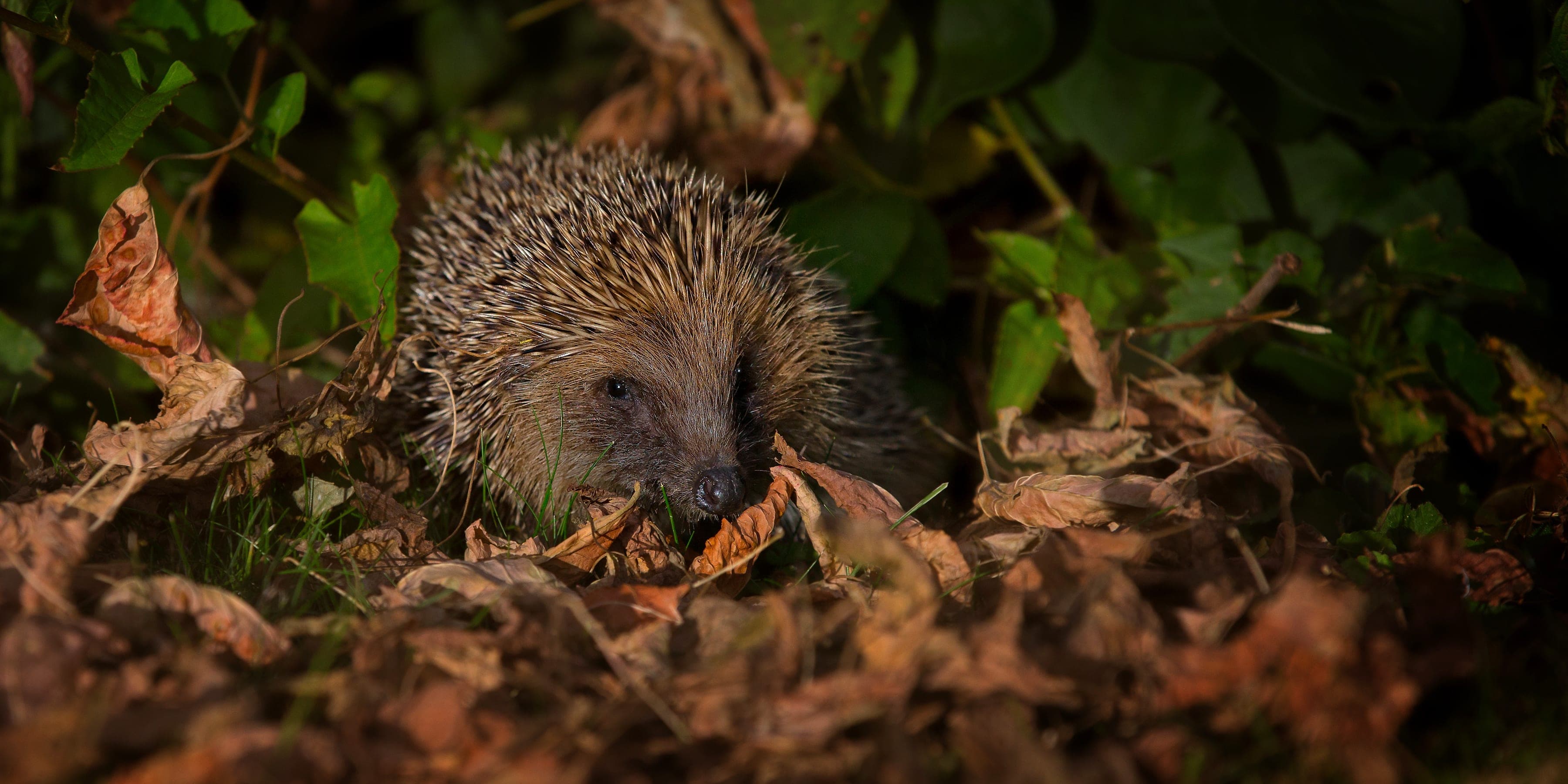 A hedgehog in the middle of a pile of leaves
