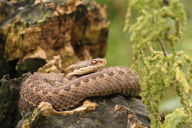 A brown snake sitting on top of a tree stump