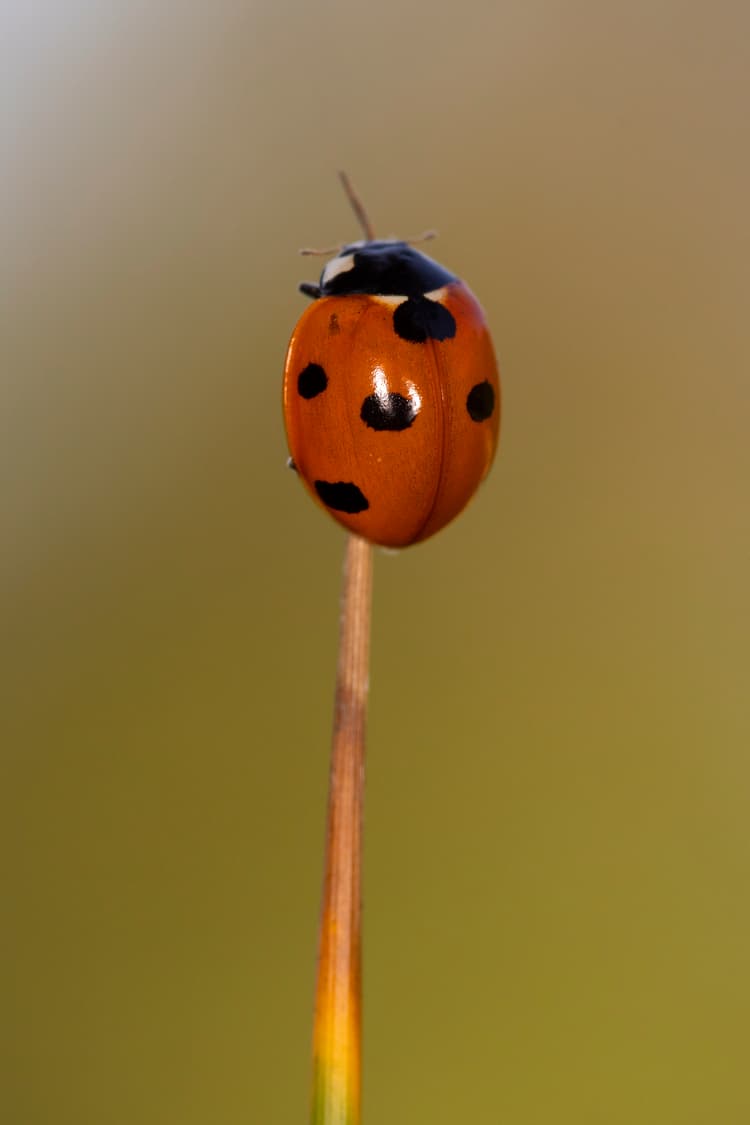 A lady bug sitting on top of a yellow flower