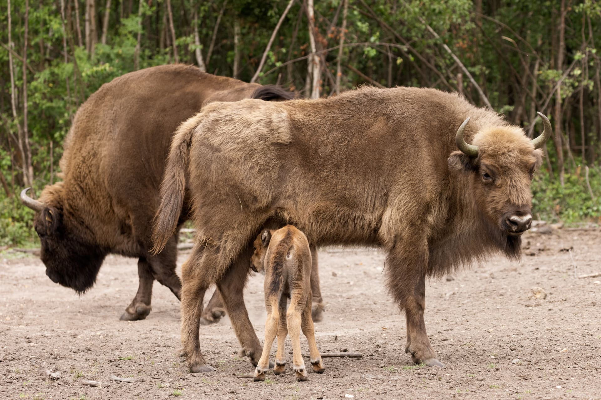 A couple of bison standing on top of a dirt field