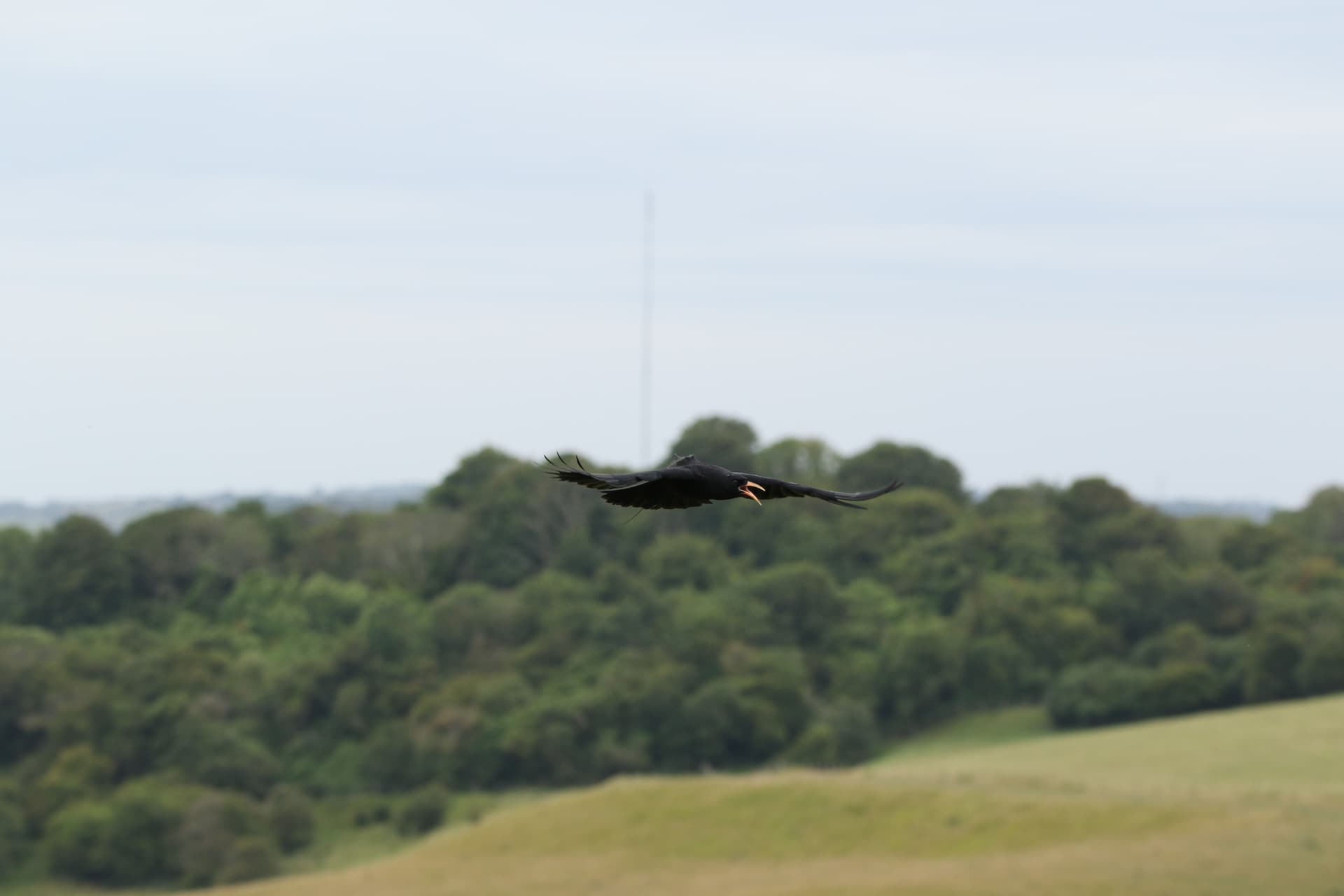 A large bird flying over a lush green field