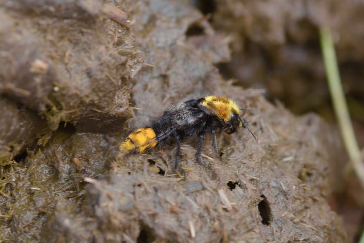 A yellow and black insect sitting on a rock