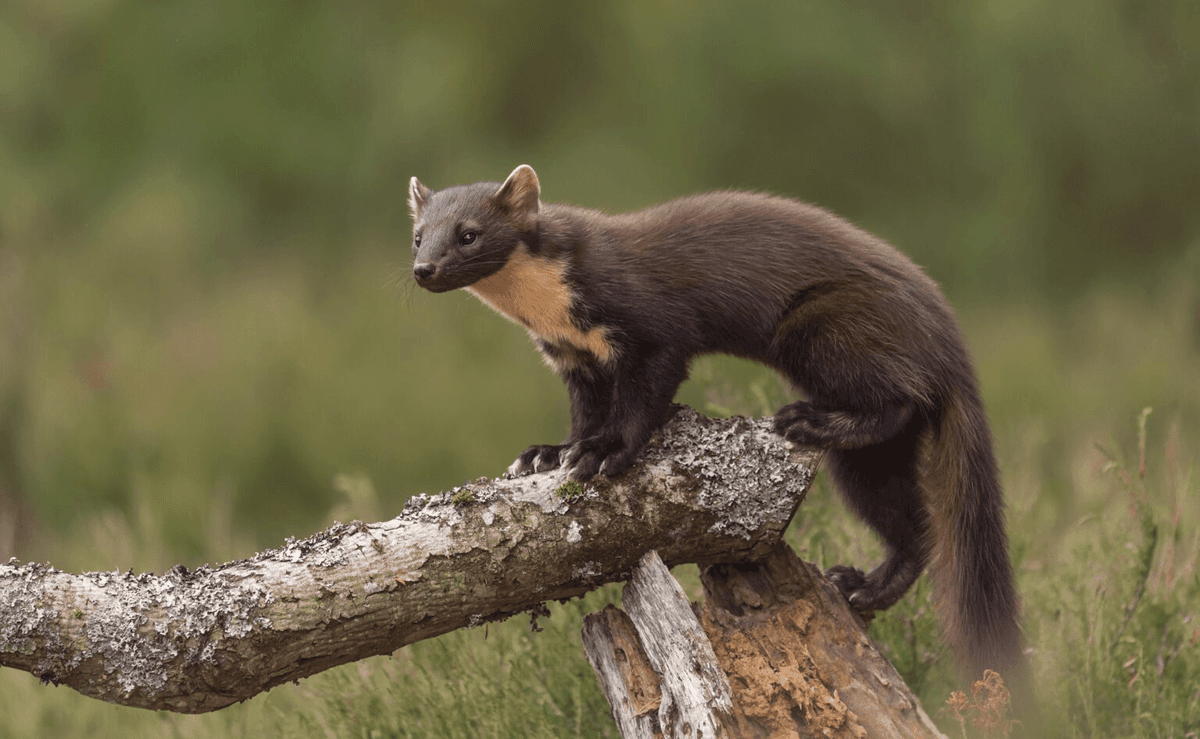 A small animal standing on top of a tree branch
