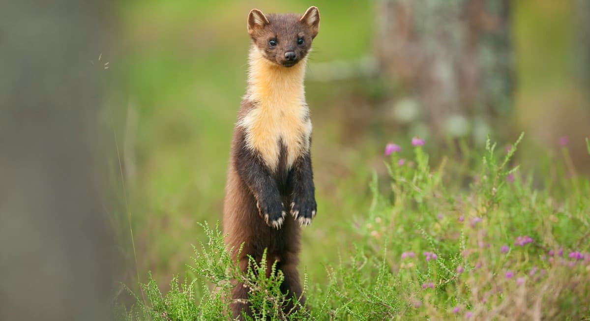 A small animal standing on its hind legs