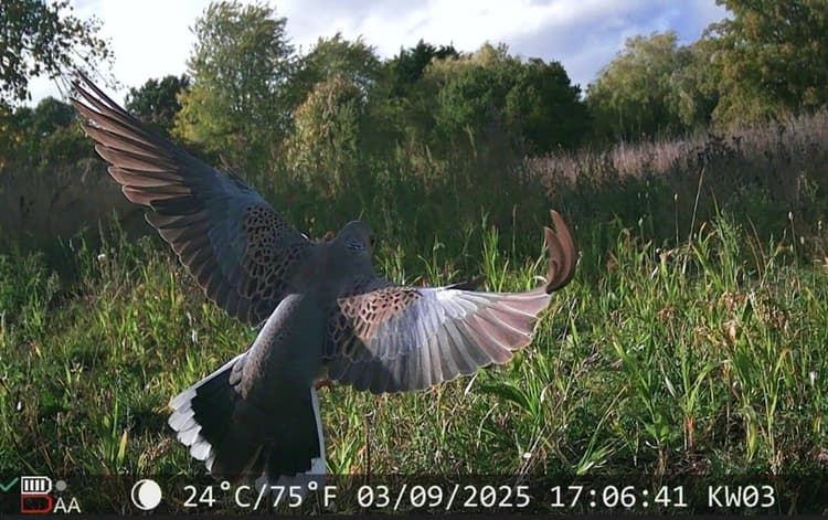 A large bird flying over a lush green field
