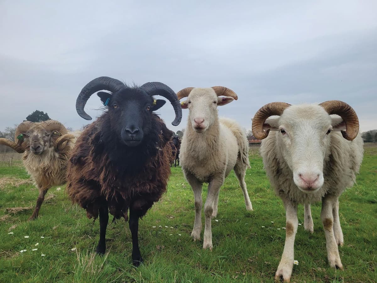 A herd of sheep standing on top of a lush green field