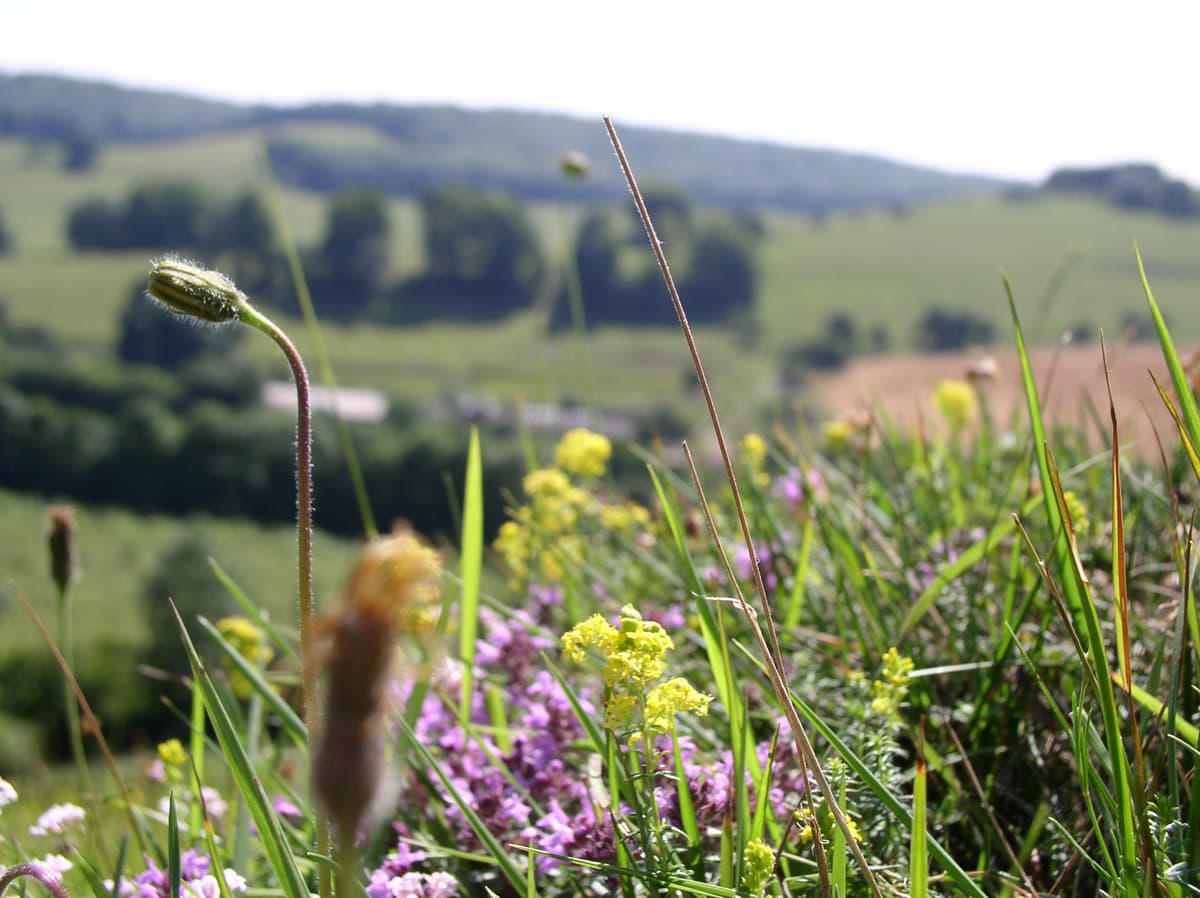 A field of wildflowers with a view of a valley