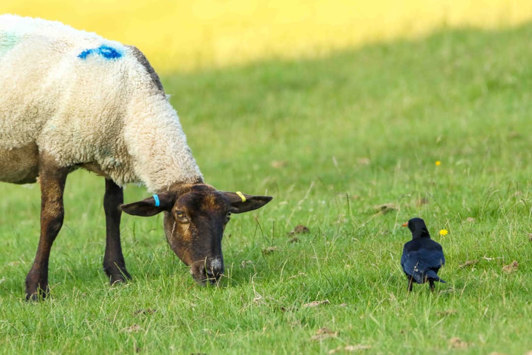 A black bird standing next to a sheep on a lush green field