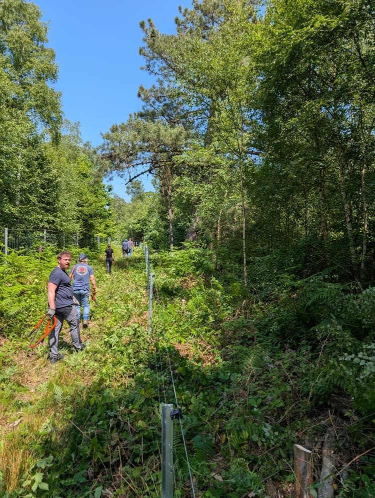 A group of people walking through a lush green forest