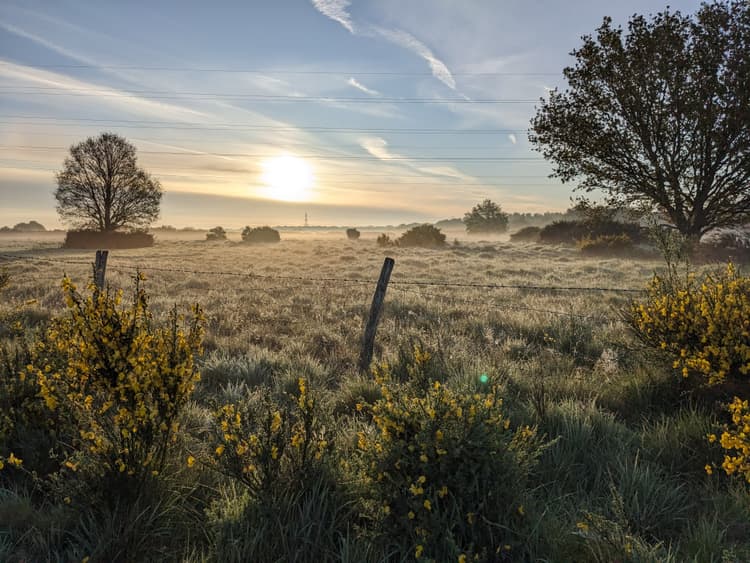 The sun is setting over a field of grass