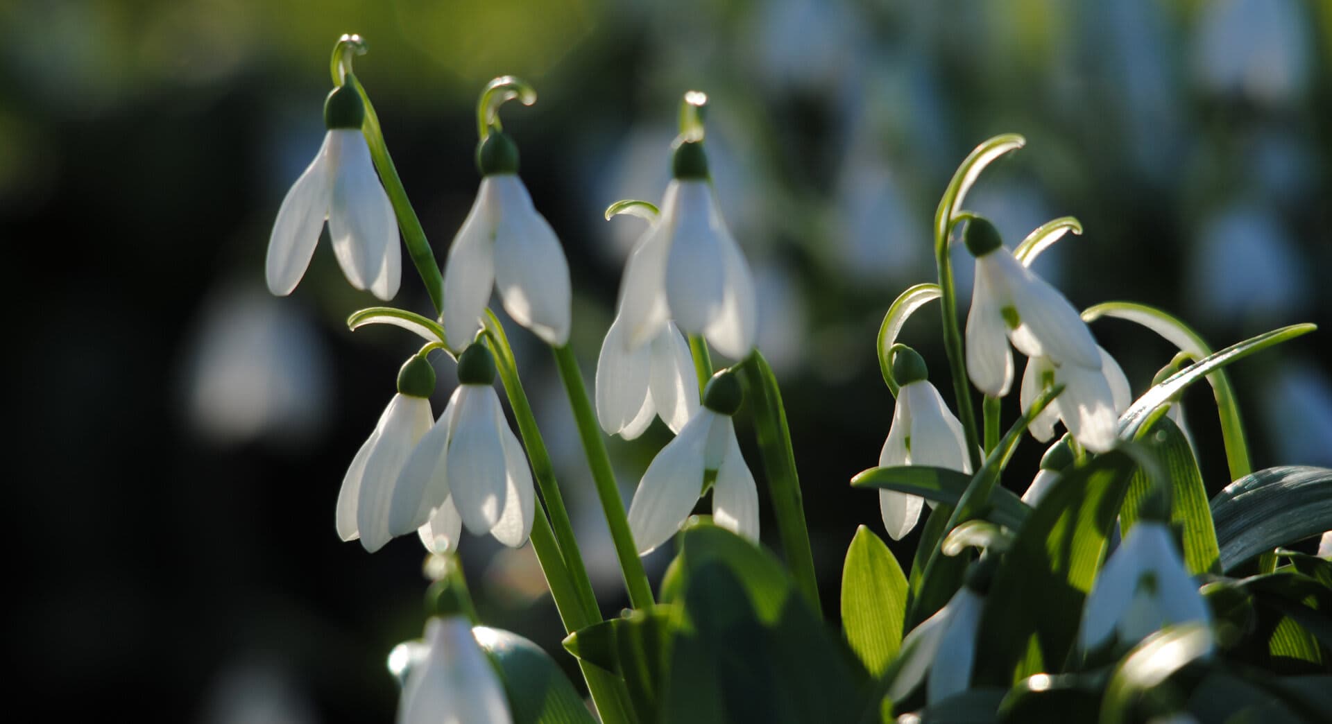A group of white flowers with green stems