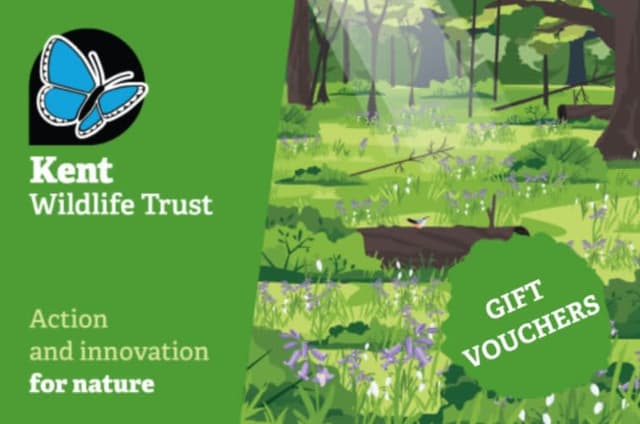 A green poster with a blue butterfly on it