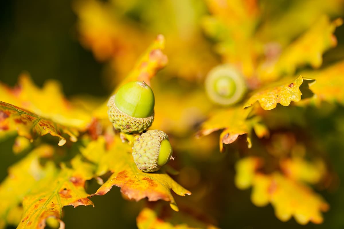 A close up of a green leaf with yellow leaves