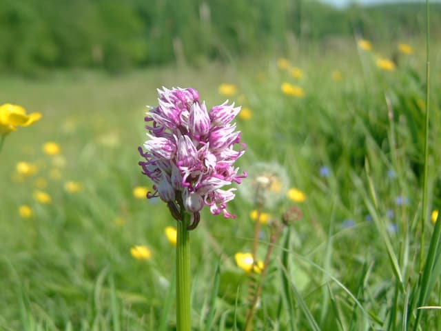 A purple flower in a field of green grass