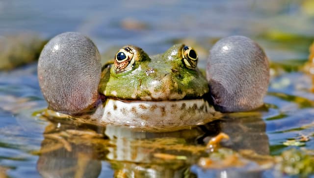 A close up of a frog's head in the water