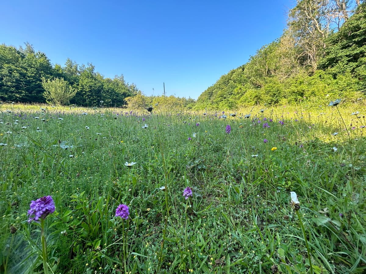 A field full of purple and white flowers